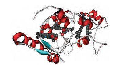 Κυτοχρώματα Cytochrome c554 isolated from Nitrosomonas europaea: the protein chain shown in a ribbon