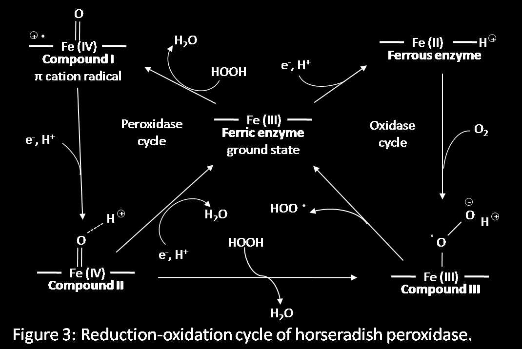 O 2 2H 2 O + O 2 peroxidase