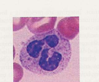 β1. Ουδετερόφιλα (πολυµορφοπύρηνα, κοκκιοκύτταρα) Τα πολυπληθέστερα λευκοκύτταρα Βραχύβια Φαγοκυτταρώνουν στην κυκλοφορία και στους ιστούς Κατά τη µόλυνση µεταναστεύουν από το