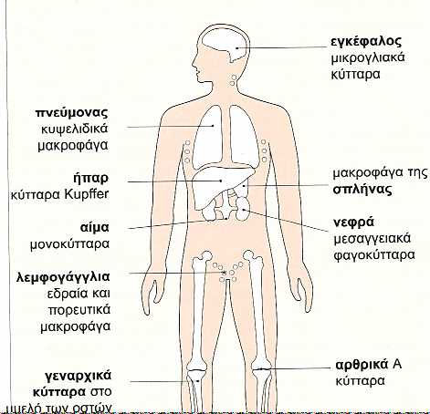 Μακροφάγα