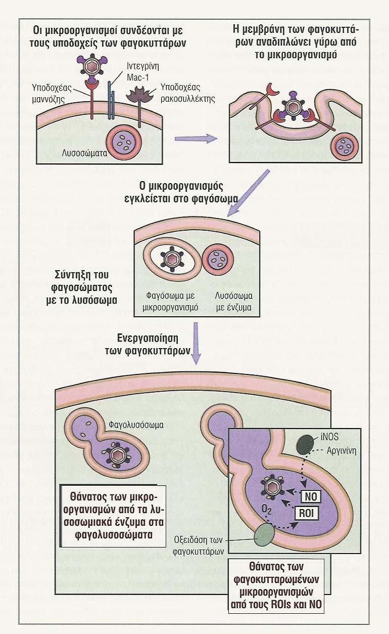 Φαγοκυττάρωση και ενδοκυττάριος θάνατος των µικροοργανισµών από ουδετερόφιλα και µακροφάγα Υποδοχείς µηνύµατα ενεργοποίηση ενζύµων στα φαγολυσοσώµατα: 1.