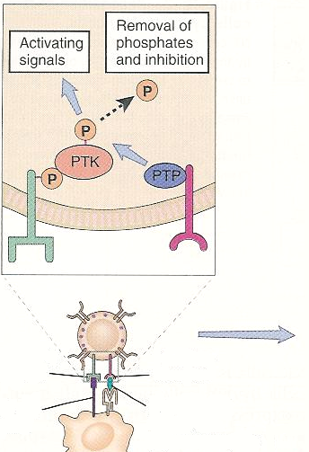 Μηχανισµός δράσης των ανασταλτικών υποδοχέων των ΝΚ [Φωσφατάσες (PTP) παρεµποδίζουν τη δράση κινάσων (PTK)] Ενεργοποιητικά σήµατα Αφαίρεση φωσφορικών οµάδων αναστολή