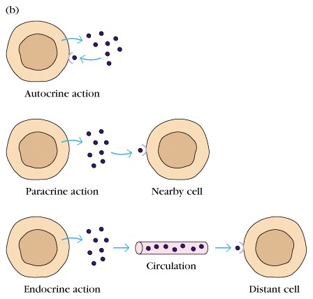 Αυτοκρινής, παρακρινής και ενδοκρινής δράση Αυτοκρινής δράση Παρακρινής