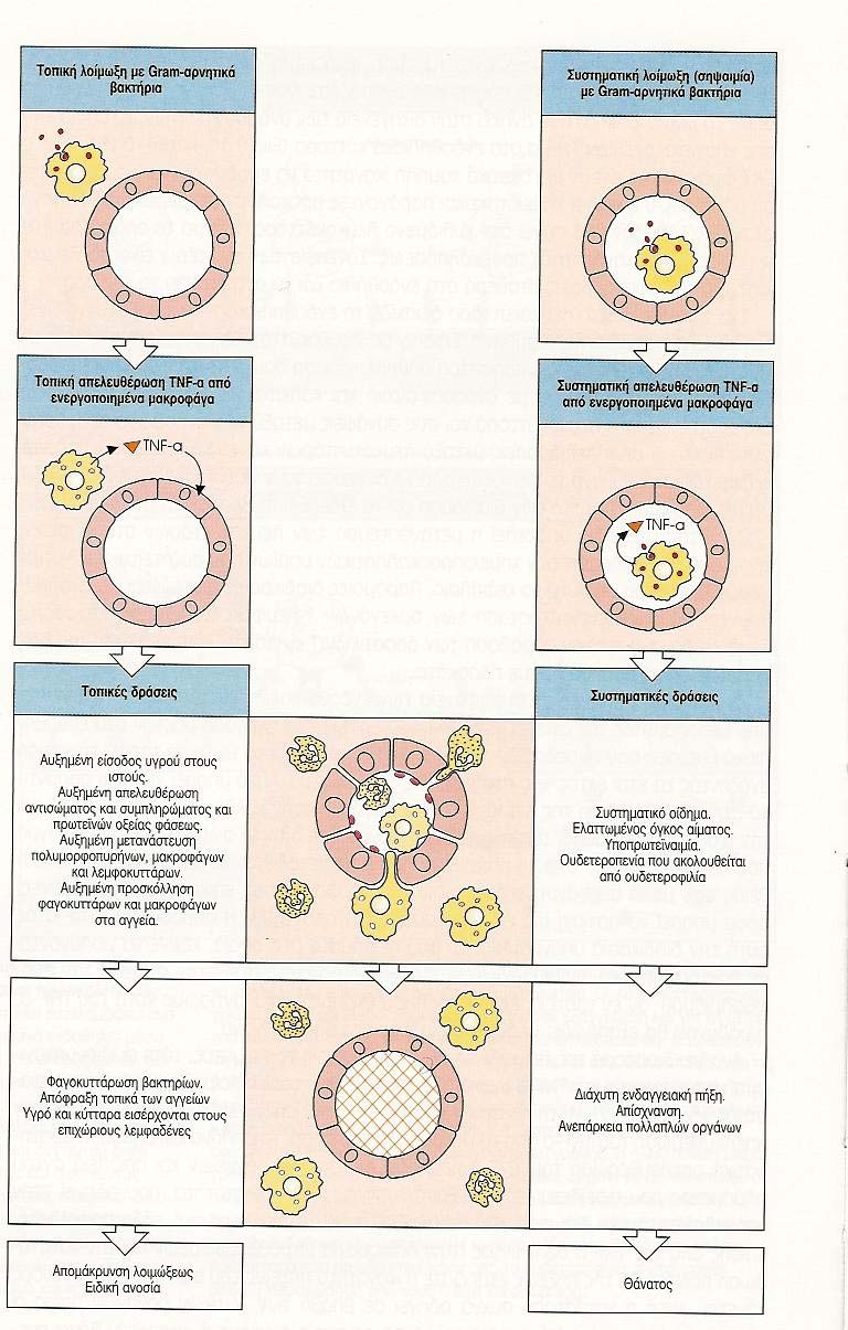 O TNF σε τοπική και συστηµατική λοίµωξη Τοπική Τοπική λοίµωξη Λοίµωξη µε Gram-αρνητικά βακτήρια Απελευθέρωση ΤΝF από ενεργοποιηµένα Μφ Συστηµατική Συστηµατική λοίµωξη (σηψαιµία) Τοπική απελευθέρωση