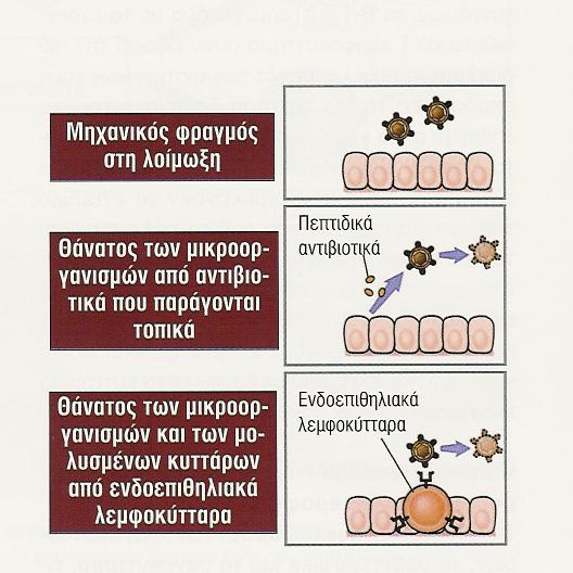 Οι λειτουργίες των