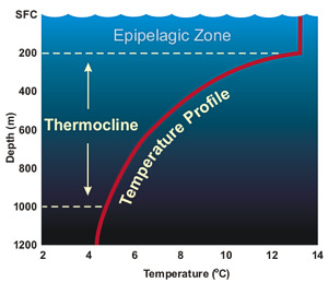 Θερμοκλινές - Thermocline Είναι η περιοχή του προφίλ όπου η θερμοκρασία