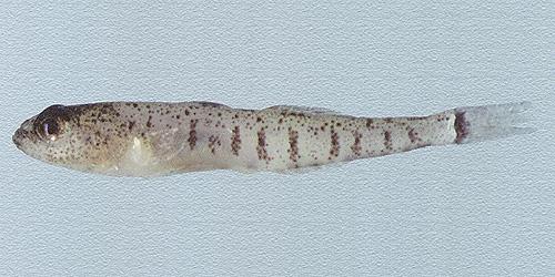 Ενδημικά ψάρια γλυκών νερών 2/2 10 11 Πινδοβίνος (Orthrias pindus) Βελονίτσα (Cobitis)