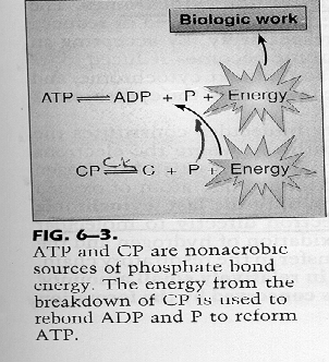 Ενώσεις με υψηλό δυναμικό μεταφοράς της φωσφορικής ομάδας ATP ADP AMP Ο κύκλος ΑΤΡ-ADP κατά την άσκηση H ποσότητα του ΑΤΡ είναι αρκετή για μυϊκές προσπάθειες μερικών δευτερολέπτων (~3 sec).