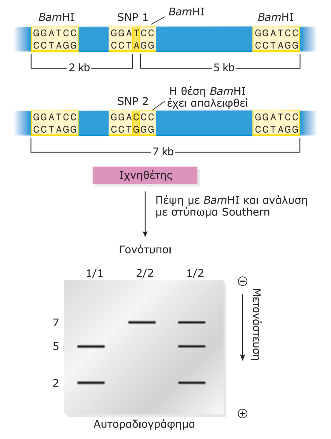 Aνάλυση SNP που επηρεάζουν θέσεις περιορισμού, με στύπωμα Southern. Ένα χρωμοσωμικό τμήμα μεγέθους 7 kb φέρει θέσεις BamHI σε κάθε άκρο του.