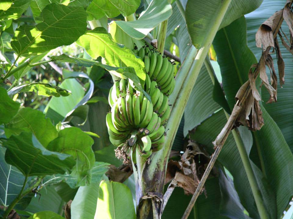 Μπανάνα ανθεκτική στους μύκητες SOURCE: