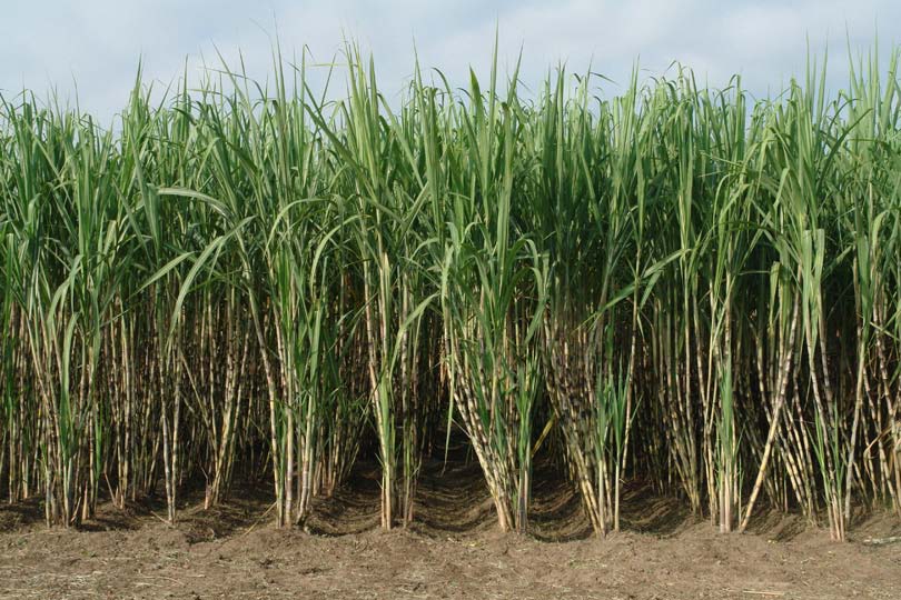 Σακχαροκάλαμο ανθεκτικό στην ξηρασία SOURCE: Limited release of GM sugarcane in AUSTRALIA,