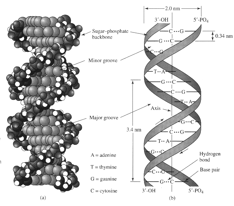 5 ΑΣΚΗΣΗ 9 Ποια είναι η δομή του DΝΑ Απάντ ηση : Το DΝΑ είναι δίκλωνο μόριο, αποτελούμενο από δύο πολυνουκλεοτιδικές αλυσίδες (κλώνοι).