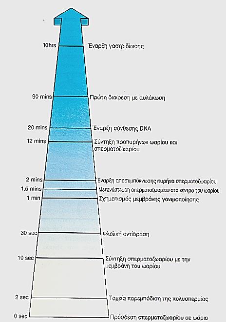 Αυλάκωση 2/3 Χρονοδιάγραμμα αρχικής