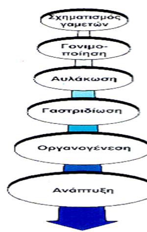 Ανάπτυξη: Θεμελιώδες αξίωμα Η ανάπτυξη και ποικιλία των κυτταρικών μορφών είναι αποτέλεσμα της ιεραρχίας αναπτυξιακών αποφάσεων με αποτέλεσμα όταν