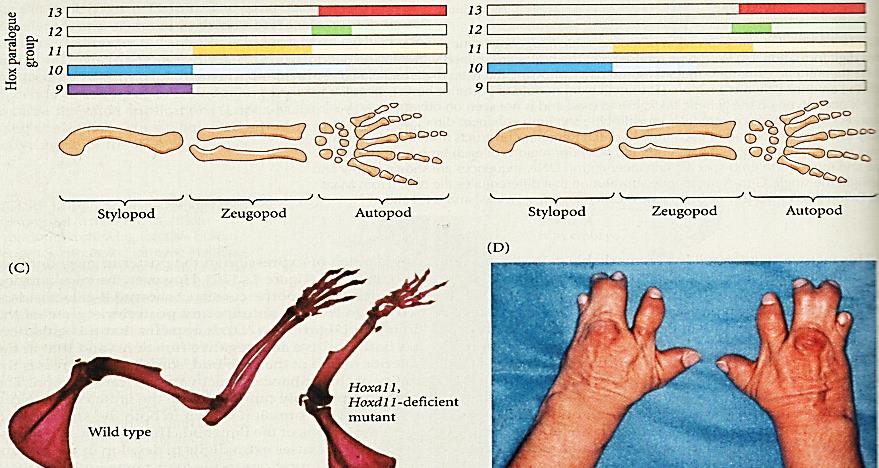 Μορφογένεση άκρων 3/4 Ρόλο συντονιστή της έκφρασης και ενεργότητας των Fgf, Bmp και Shh παίζουν τα Hox