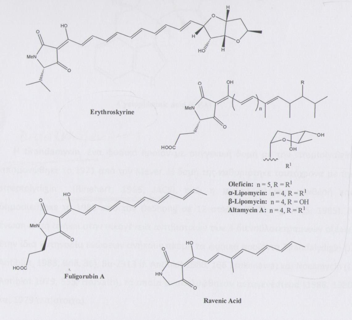 Σχήμα 3.3: Πολυενόυλοτετραμικά οξέα Η tirandamycin, ένα φυσικό προϊόν με συγγενική δομή με την stereolydigin,απομονώθηκε το 1971 από τον Meyer.