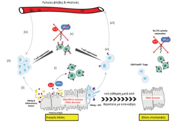 Εικόνα 11. Ανοσοκατασταλτικοί μηχανισμοί στην ενεργό ΧΗΒ καθώς και η υποστροφή αυτών. Στην ενεργό ΧΗΒ, η έκφραση των FAS-L και PD-L1 είναι αυξημένη, ενώ παρατηρείται καταστολή του TRAIL.