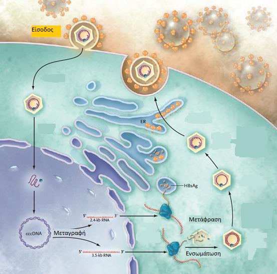 πρωτεΐνης. Τελικά το προγενωμικό RNA ενσωματώνεται στα πρόωρα πυρηνοκαψίδια μέσα στο ηπατοκύτταρο.