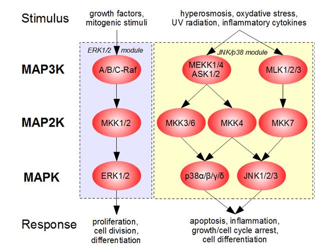 59 Εικόνα 4: Σηματοδοτικοί οδοί των MAPKs [117, 119]. 3.2 