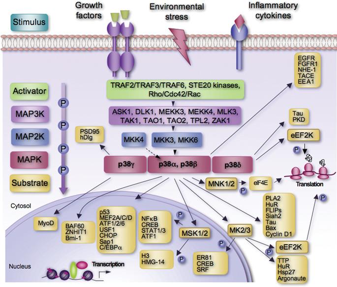 62 Εικ όνα 5: Ενεργοποίηση της σηματοδοτικής οδού της p38 MAPK από διάφορα ερεθίσματα, όπως αυξητικοί παράγοντες, κυτταροκίνες και διάφορα στρεσσογόνα περιβαλλοντικά ερεθίσματα [120].