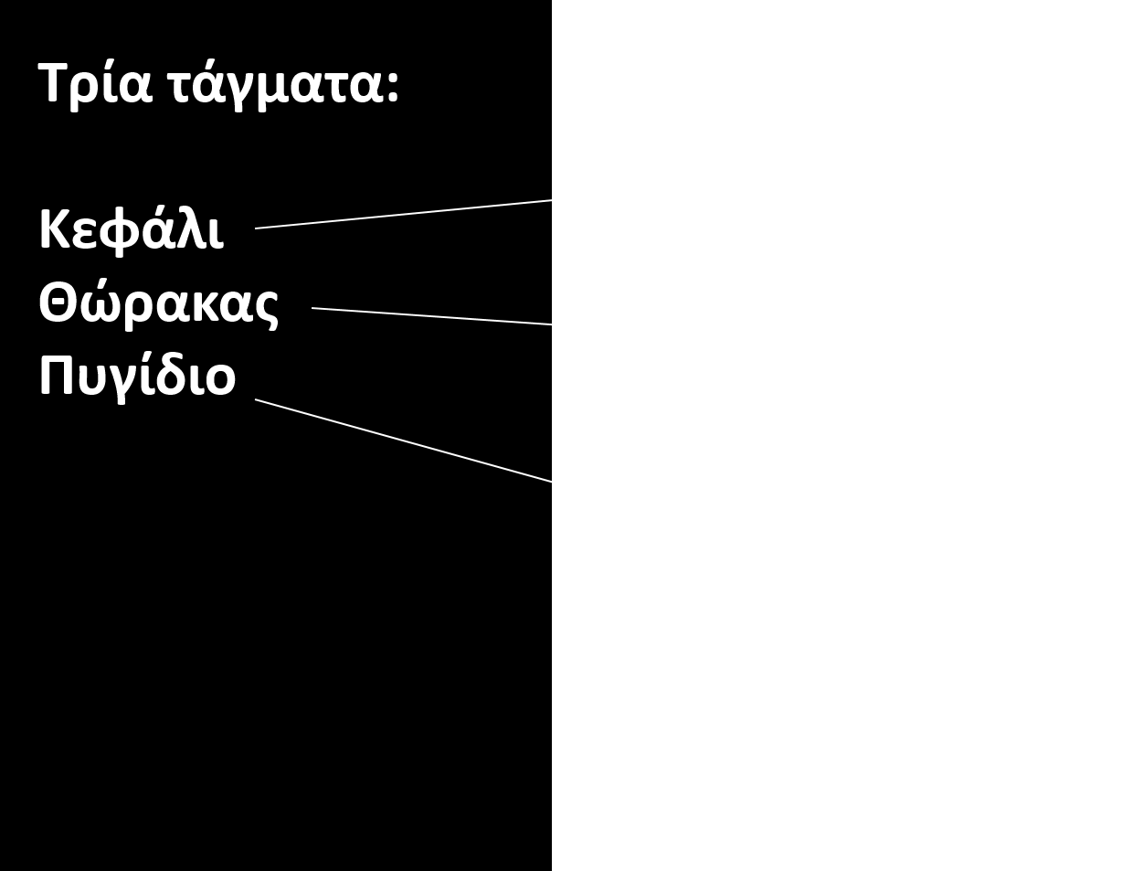 Υπόφυλο Τριλοβίτες 3/3 14 Ενότητα 16.