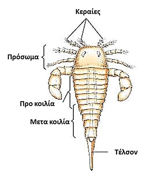 Υφομοταξία Ευρυπτερίδια (εξαφανισμένα) 17 18