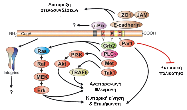 Εισαγωγή ξεκάθαρο, γιατί αν και η ενεργοποίηση του c-met έχει επανειλημμένα αναφερθεί σε αρκετές κυτταρικές σειρές επιθηλιακών κυττάρων μολυσμένες με Η.