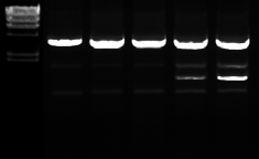 Αποτελέσματα 3.2.3. Κλωνοποίηση του γονιδίου caga στον πλασμιδιακό φορέα έκφρασης και σήμανσης πρωτεϊνών pcdna3.
