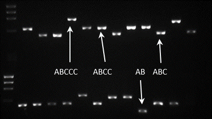 Αποτελέσματα έφεραν στο caga με την μέθοδο της EPIYA PCR. Διαπιστώθηκε ότι ήταν κατορθωτό σε μία αντίδραση να παραχθούν όλοι οι επιθυμητοί συνδυασμοί EPIYA-C επαναλήψεων.