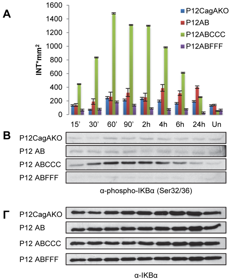 Αποτελέσματα IL-8 για όλα τα στελέχη Η. pylori. 3.5.3. Η ενεργοποίηση του NF-kB προκαλεί την έκκριση της IL-8 σε συνάρτηση με την φωσφορυλίωση σε EPIYA θέσεις.