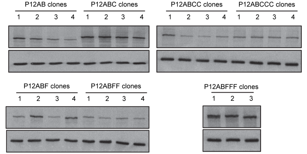 Αποτελέσματα Εικόνα 52: Ανοσοστύπωση κατά western με α-caga και α-gapdh αντισώματα κυτταρολυμάτων AGS κυττάρων τα οποία έχουν μολυνθεί με όλους τους κλώνους των μεταλλαγμένων στελεχών χιμαιρικής CagA