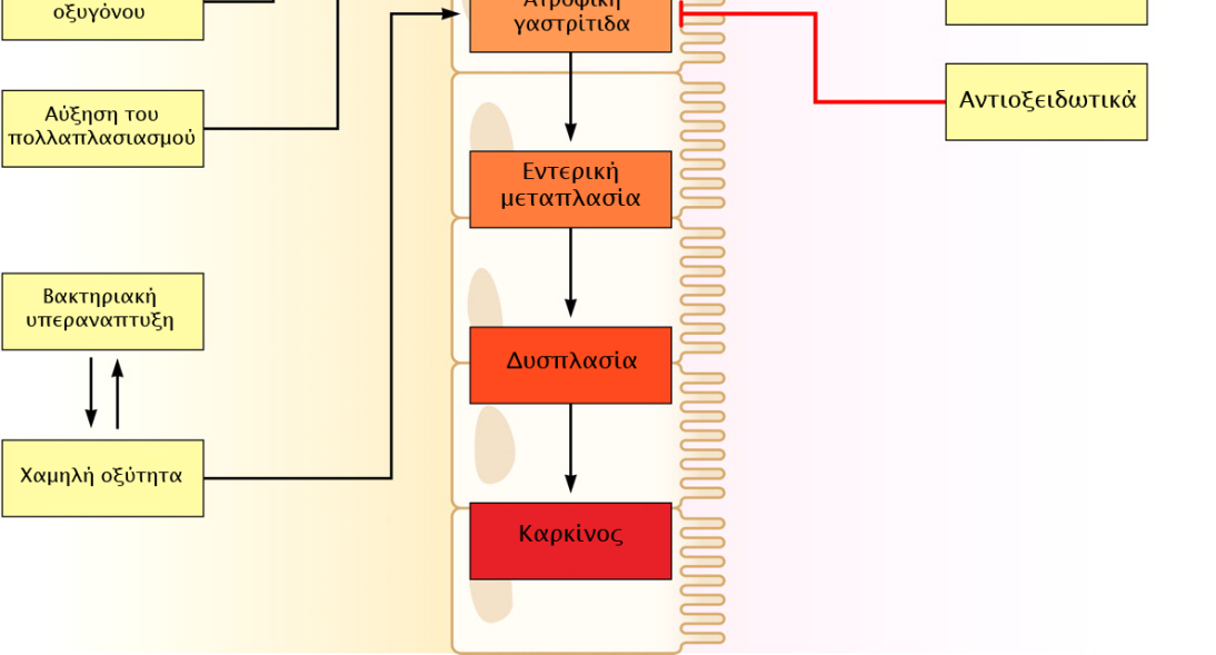 Εισαγωγή κίνδυνος αυξάνεται σε πειραματόζωα που μολύνθηκαν με CagA 2 -θετικά στελέχη [69,70], αλλά επίσης και σε πειραματόζωα με γενετική προδιάθεση υψηλότερης παραγωγής ιντερλευκίνης-1 (IL- 1) ως