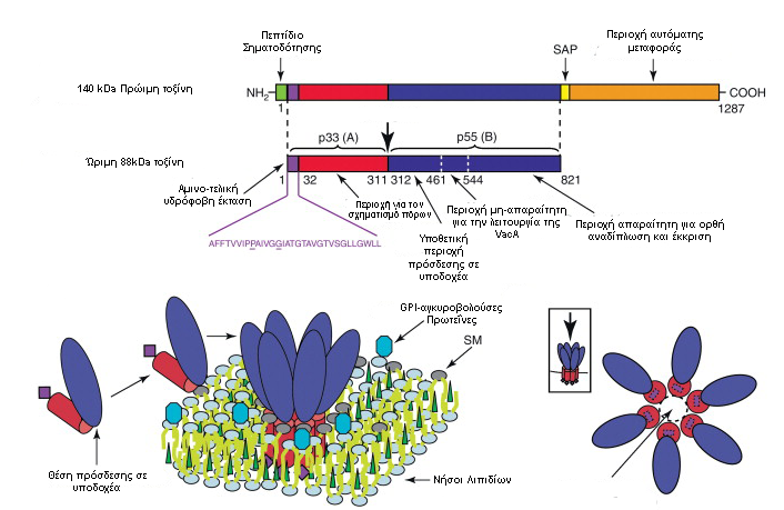 Εισαγωγή Εικόνα 7: Συνοπτική αποτύπωση των διαφόρων λειτουργικών περιοχών της VacA πρωτείης καθώς και του τρόπος διάταξης και δράσης κατά την επαφή της με την λιπιδική διπλοστιβάδα.