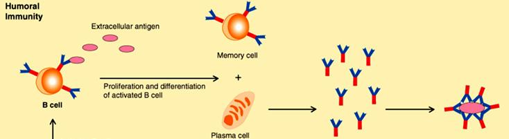 Χυμική ανοσία B λεμφοκύτταρα (Β κυτταρικοί υποδοχείς στην επιφάνεια) Κλωνική