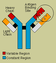 Antibodies Antibodies or immunoglobulins are produced by B lymphocytes and plasma cells in response