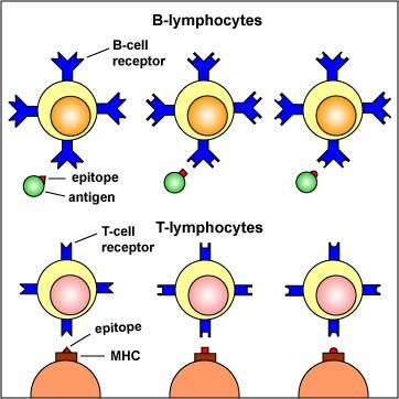 Step 2: Naive lymphocytes must recognize epitopes on an antigen by means