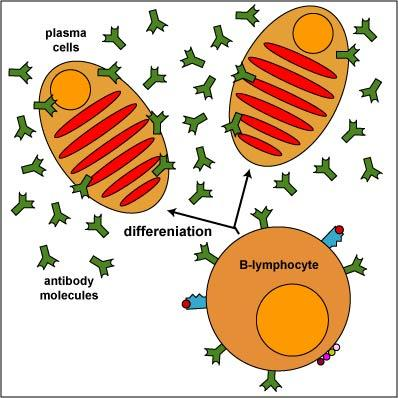 Step 4: The large clones of lymphocytes now differentiate into cells capable of directing