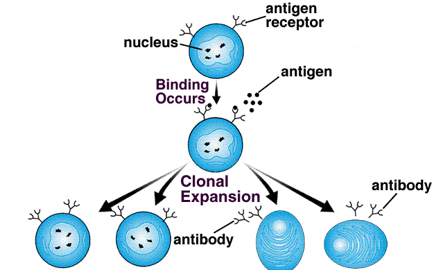 Κλωνική επιλογή και έκπτυξη Ειδική απόκριση σε ένα αντιγόνο Επαναλαμβανόμενοι κύκλοι κυτταρικής