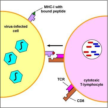 Step 2: Naive T4-lymphocytes and T8 lymphocytes must recognize peptide epitopes from protein