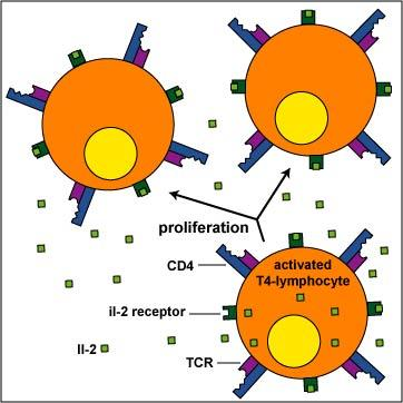 Step 3: After activation, the T4 lymphocytes and T8 lymphocytes must proliferate into large clones of