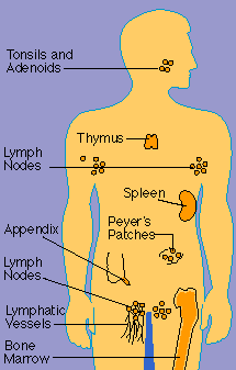 Όργανα ανοσολογικού συστήματος