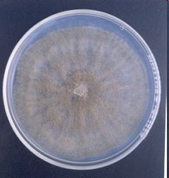 ΒΟΤΡΥΤΙΔΑ ή ΤΕΦΡΑ ΣΗΨΗ (Botrytis cinerea)