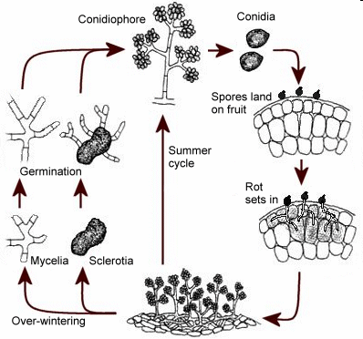 ΒΟΤΡΥΤΙΔΑ ή ΤΕΦΡΑ ΣΗΨΗ (Botrytis cinerea)