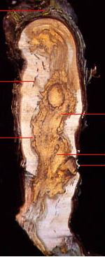 ΙΣΚΑ της αμπέλου Μυκητολογική ασθένεια Συμπτωματολογία Στον κορμό και τους βραχίονες παρατηρείται καστανός μεταχρωματισμός του ξύλου. Στο κέντρο το ξύλο γίνεται κίτρινο και είναι μαλακό και εύθριπτο.