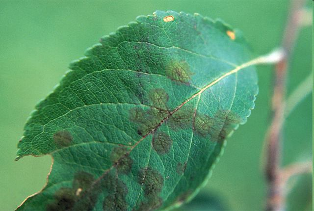 ΦΟΥΖΙΚΛΑΔΙΟ ΜΗΛΙΑΣ (Venturia inaequalis Apple Scab) Μυκητολογική ασθένεια Πρόκειται για μια από τις πιο σοβαρές ασθένειες