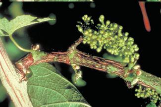 ΦΟΜΟΨΗ ή ΝΕΚΡΩΣΗ ΒΡΑΧΙΩΝΩΝ (Phomopsis viticola) Μυκητολογική ασθένεια Συμπτωματολογία Στα φύλλα εμφανίζονται πολυάριθμες μικρές μαύρες κηλίδες με κίτρινη περίμετρο.