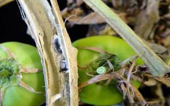 Sclerotinia sp Λευκή