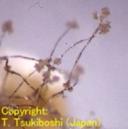 Botryotinia fuckeliana