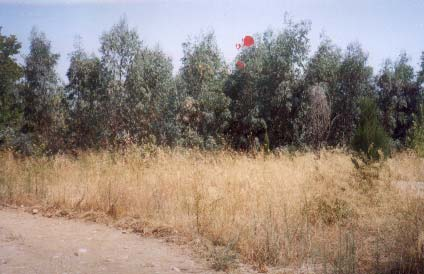 Σιαράπη Κυριακή και Χουλιαρά Μαρία Φωτογραφία 2. Σηπτική δεξαµενή της µονάδας των Κήπων. Η λεκάνη εφαρµογής είναι διαστάσεων 61x31 m εποµένως συνολικής έκτασης 1891 m².