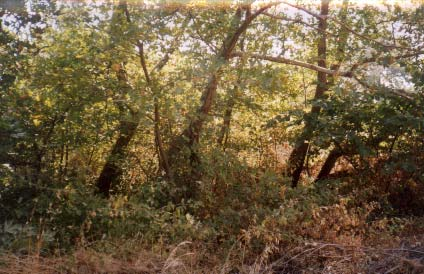 Αποτύπωση και Αξιολόγηση Έργων Επεξεργασίας Υγρών Αποβλήτων µε τη Μέθοδο της Υποεπιφανειακής Τροφοδοσίας Λεκανών µε Φυτική Βλάστηση στην Εύβοια Φωτογραφία 14.